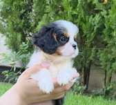 Cavalier King Charles Spaniel