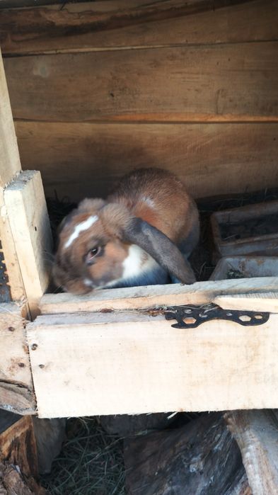 Samiec baran pilnie pilnie szuka  nowego domku naprawdę bardzo pilnie