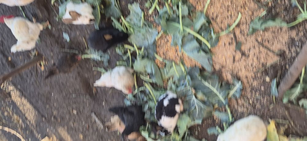 Królik króliki samiec samica