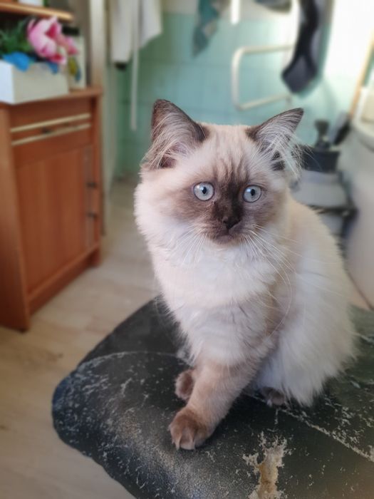 Kocurek długowłosy czekoladowy point