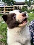 Border collie pies