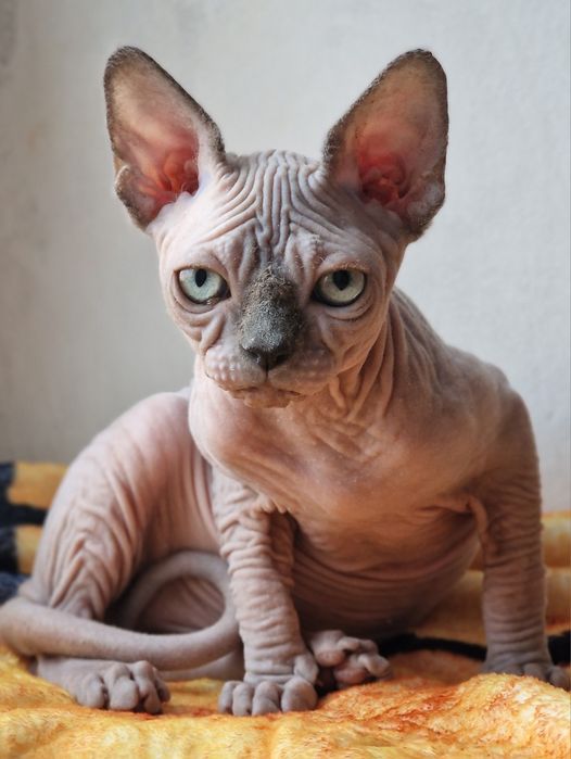 Канадський сфінкс дівчинка блакитна мінк з документами