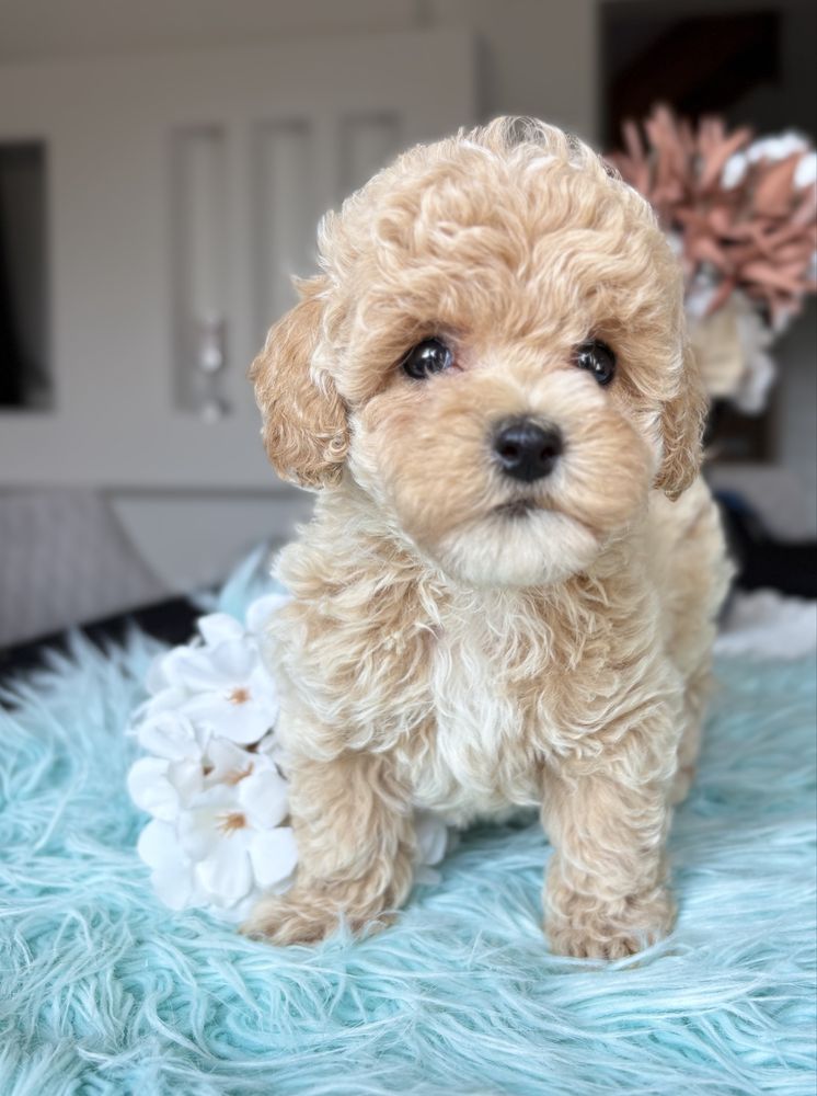 Maltipoo suczka Mini Mini