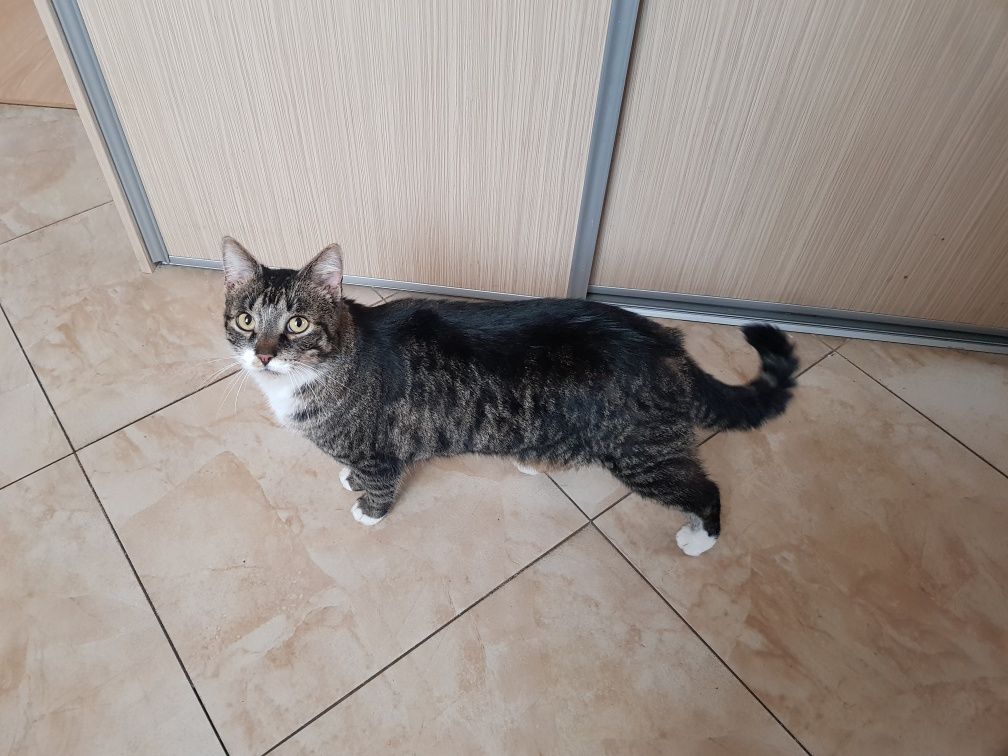 Znaleziono-Groszowice , kot duży ciężki/ brązowy prążkowany , z białym