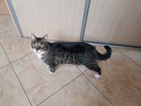 Znaleziono-Groszowice , kot duży ciężki/ brązowy prążkowany , z białym