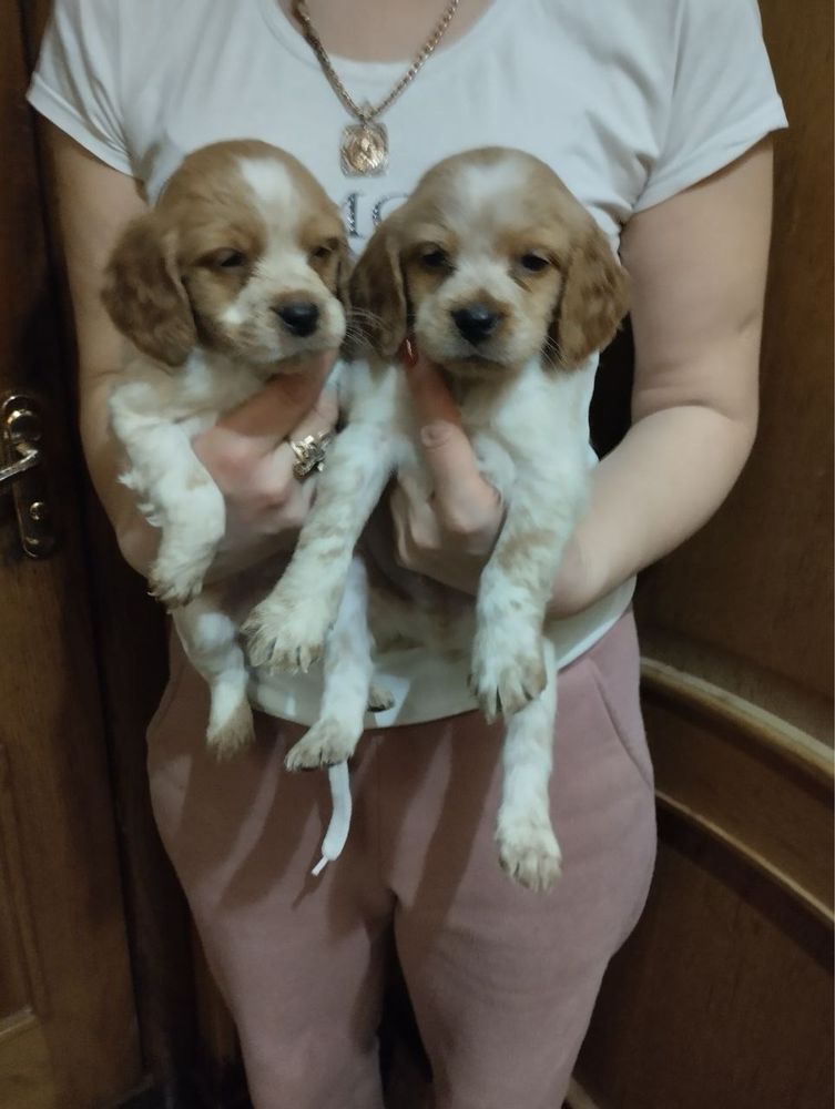Продам щенят Спаніельчиків