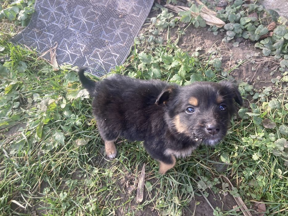 4 дівчинки шукають сімʼю безкоштовно