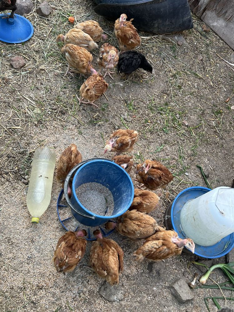 Продам домашніх курчат