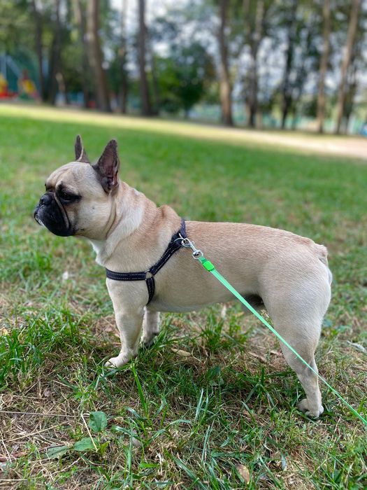 Французький бульдог (в’язка)