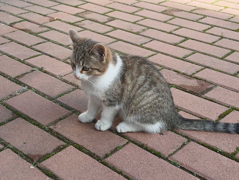 Kot, kocur, kocurek - oddam w dobre ręce