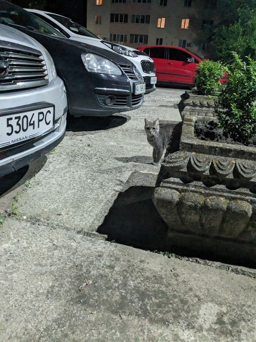 Кіт кастрований сірий