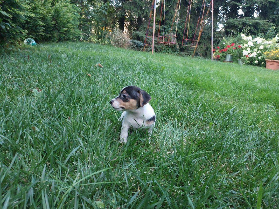 Jack Russell Terrier- suczka