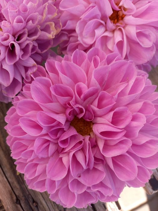 Продам   георгины