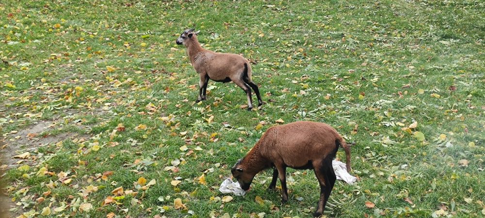 Tryk, tryki, kameruńskie, barany kamerunki