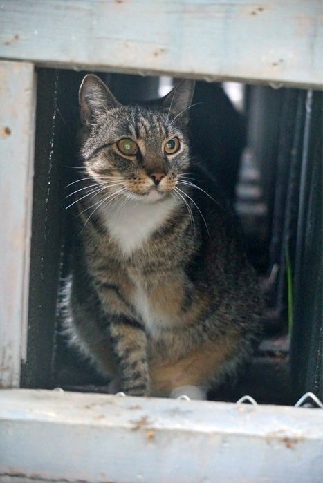 Trojnóżek Gerlach czeka na dom