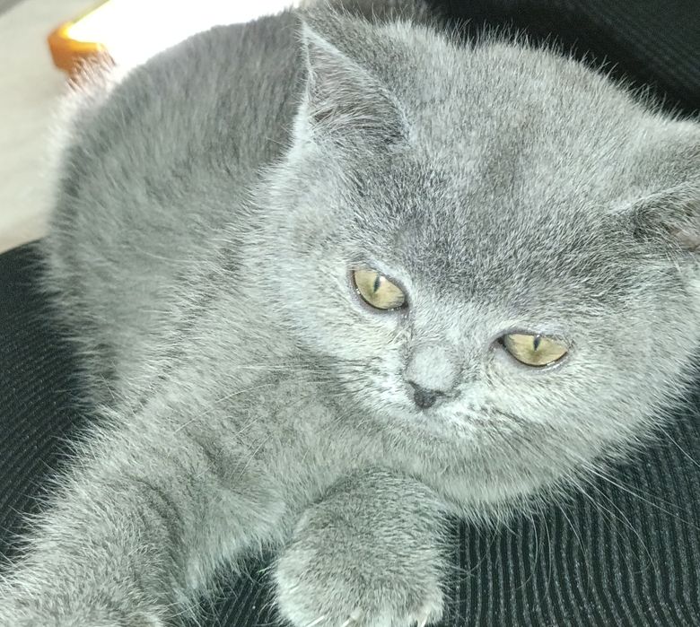 Британські чистокровні прямовухі  плюшеві кошенята,з голубим окрасом