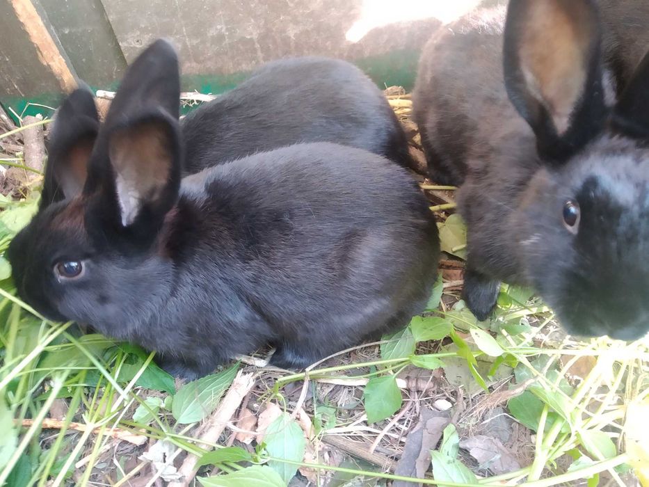 króliki do dalszej hodowli/ wiek 4,5 m-ca
