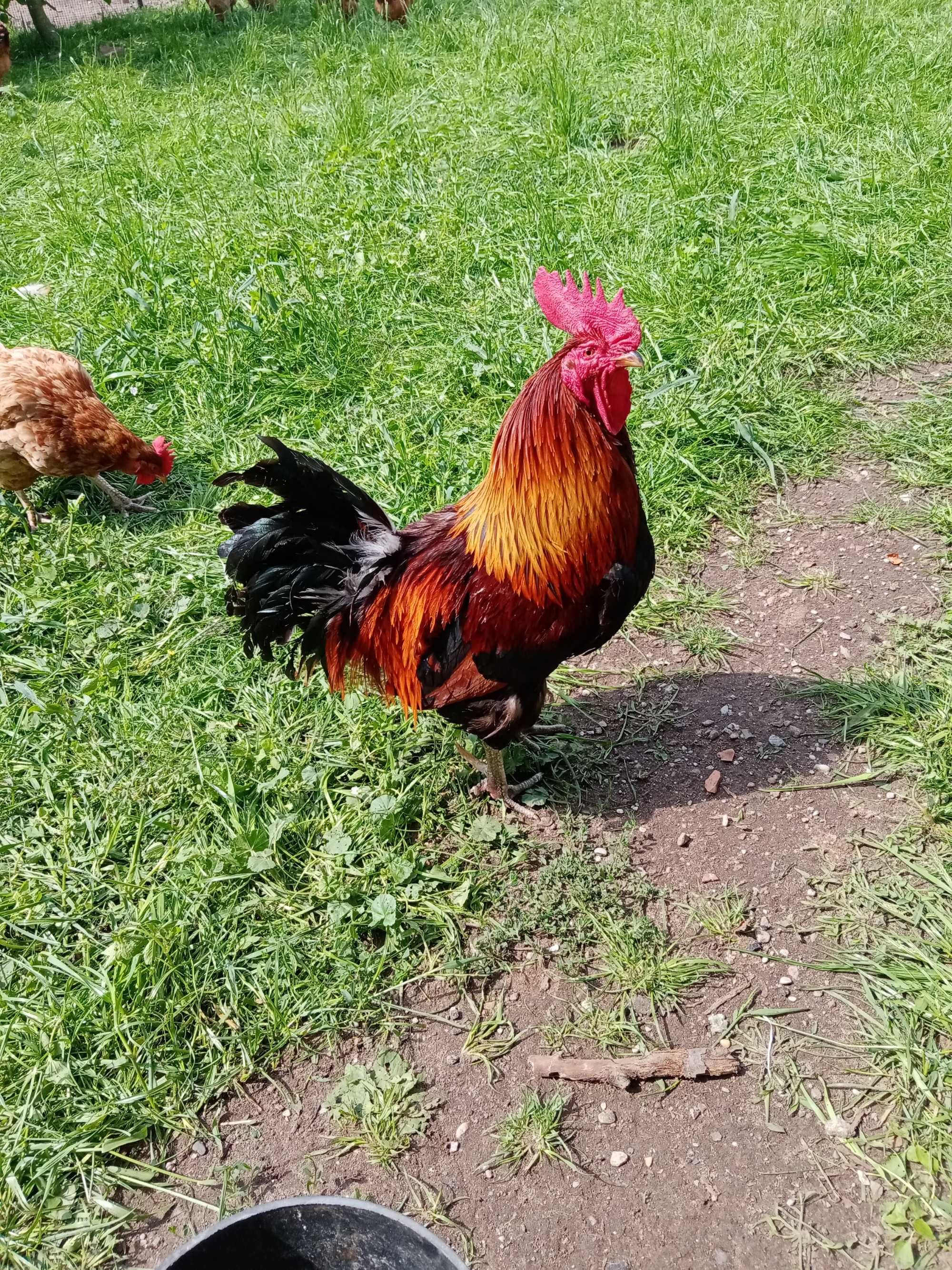 Koguty zielononóżki i silki