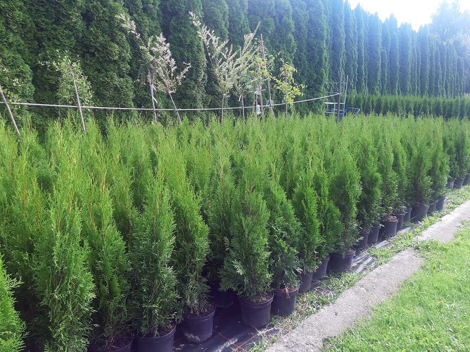 Tuja Szmaragd Szmaragdowa Tuje Szmaragdy 90CM Wys hodowane w doniczce