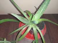 aloes  w  małej  doniczce