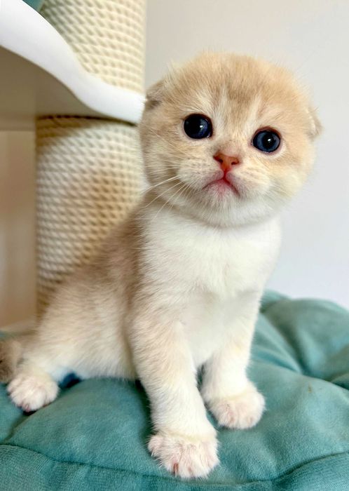 Szkocka zwisłoucha w kolorze liliowe złoto na kolanka lub do hodowly