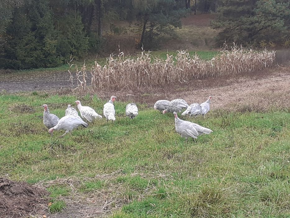 Indyli, indory lawendowe