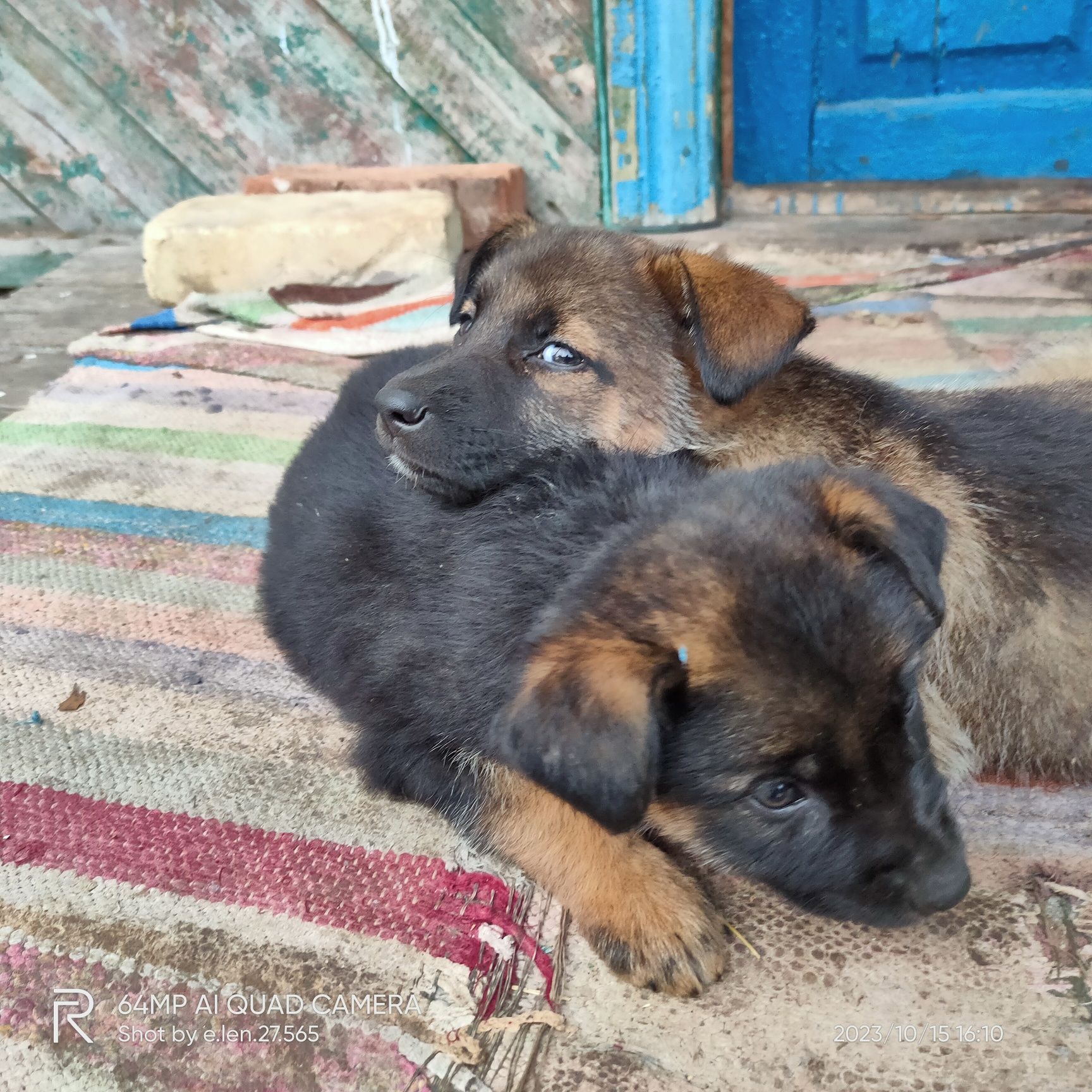 Віддам в добрі руки