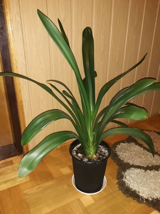 Cliwia.Kliwia kwiat doniczkowy .