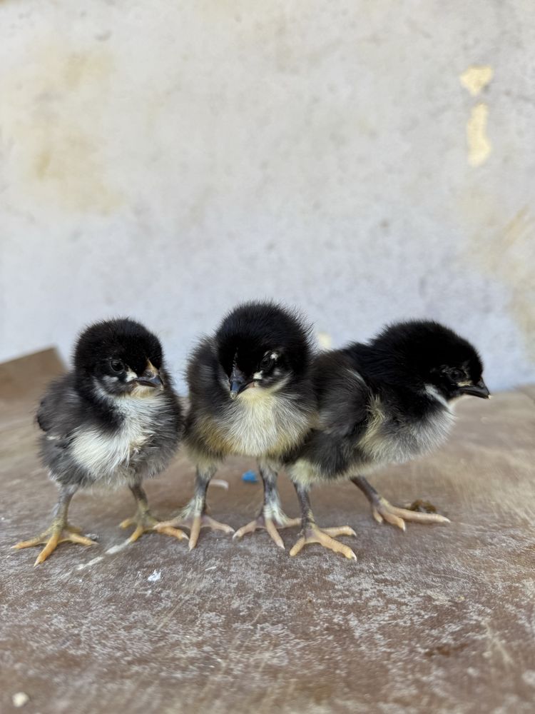 Pintos marans com 1 semana