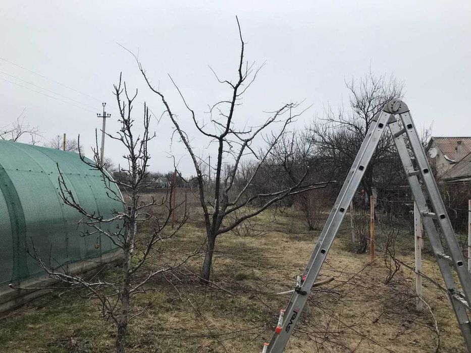 Спил деревьев аккуратно Формирование крон Омоложение деревьев