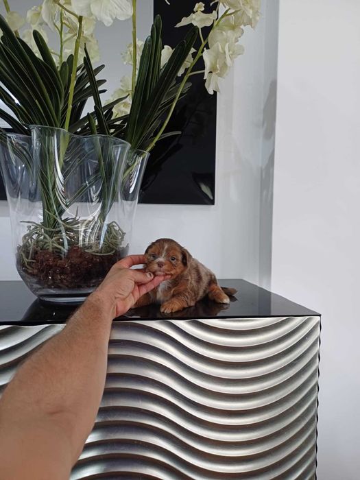 Yorkshire Terrier  Miniatura FEMEA CHOCO MERLE