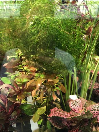 Żywe rośliny mech do akwarium sklep zoologiczny ZooAnimals Chorzów