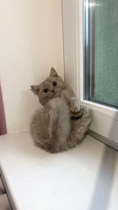 Британське лілове кошеня