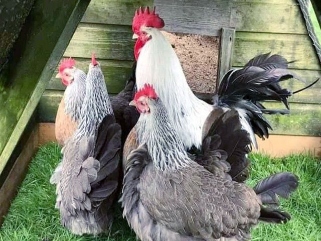 Яйце інкубаційне.Курчата, Доркінг золото, срібло.