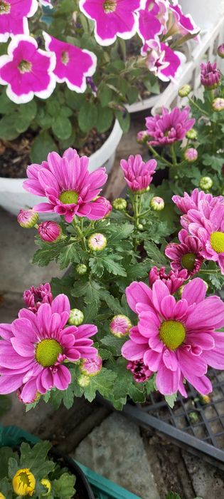 Продаю різні квіти