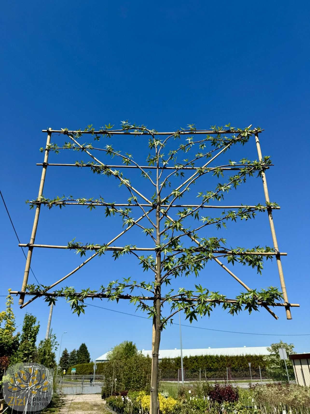 Ambrowiec amerykański / Liquidambar / Pień 180-200cm / Obw.10-16cm