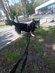 Śmieszny i wesoły mini husky