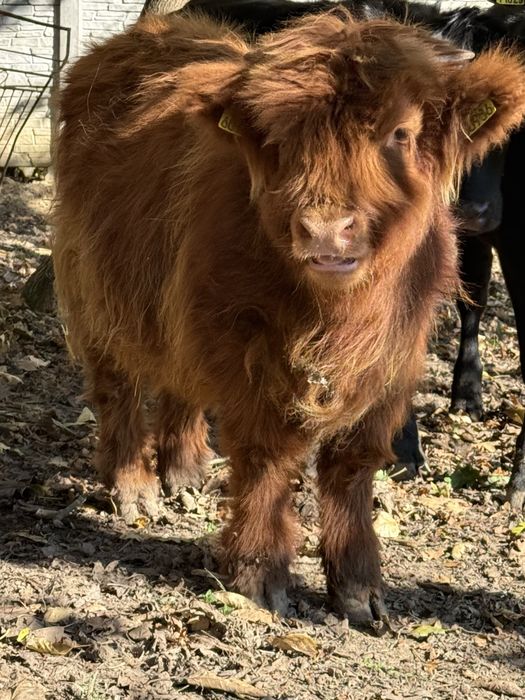 Bydło szkockie Highland Cattle byczek.