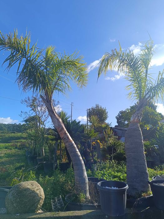 Coqueiros para jardim