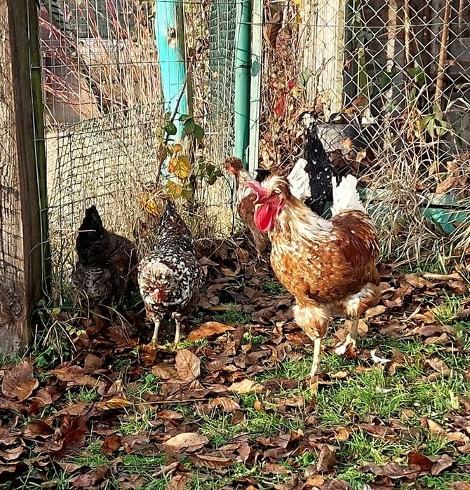 Czubatka staropolska,  jaja lęgowe