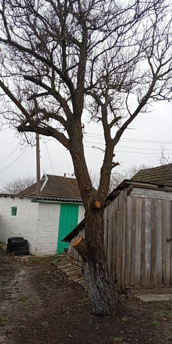 Віддам дерева на дрова