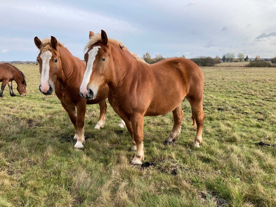 Sprzedam Klacze Sokólskie w programie