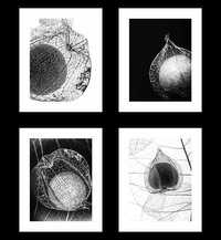 Plakaty, Miechunka - Czarno-białe Grafiki