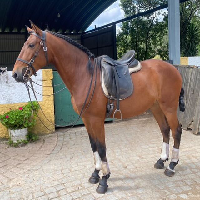 Cavalo lusitano letra R