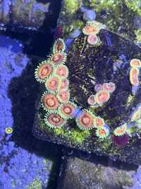 59 Zoanthus Rainbow Incinerator 7 glowek WYSYLKA Koralowiec Morski
