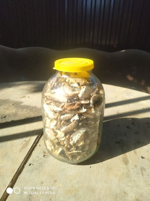 Білі гриби 2025 року