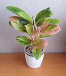 Bardzo ładna Aglaonema.