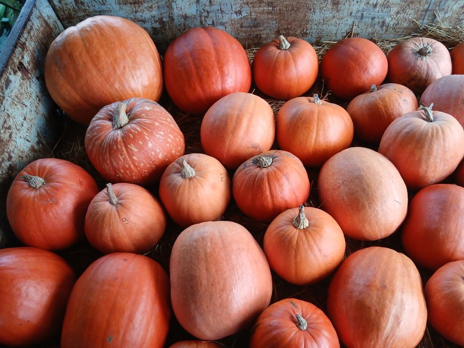 Dynia jadalna halloween hokkaido ozdobna