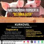 Чистокровна Велика Біла Йоркширська а також Ф1 Свині Поросята