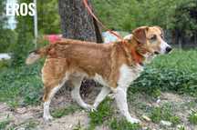 Piękny Eros, 4 lata 18 kg przyjazny adopcja za darmo oddam